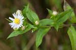 Purplestem aster